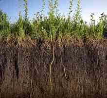 Kontaminacija tla u tlu i njene posljedice. Procjena onečišćenja tla