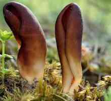 "Hareovo uho": gljiva koja nikome nije poznata