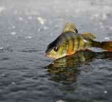 Zimski ribolov zimi: značajke, mogući uzroci i načini sprečavanja