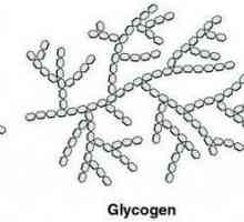 Životinjski ugljikohidrat. Je li ugljikohidrat u životinjskom staniču glikogen ili škrob? Što se…