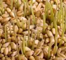 Pšenična klica: pravi dar prirode