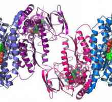 Zaštitna funkcija proteina. Struktura i funkcija proteina