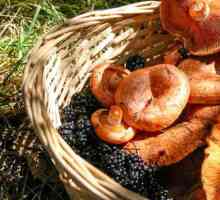 Slane suhe gljive: recepte za zimu