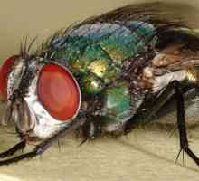 Green fly: opis, fotografija. Kako se riješiti zelenih muha?