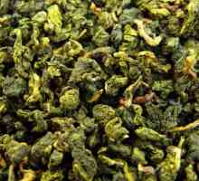 Zeleni čaj `Mlijeko Oolong` - korisna svojstva i kontraindikacije