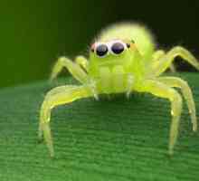 Zeleni pauk. Koje vrste zelenih pauka postoje?