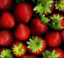 Strawberry Baron Solemaher: recenzije. Sadnja jagode remontant