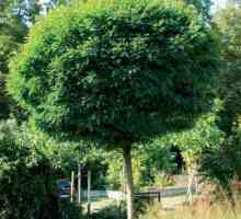 Jamalističko stablo: izumi kreatora crteža `Smeshariki` ili prave biljke?