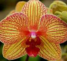 Žuta orhideja phalaenopsis. Žuta orhideja: vrijednost