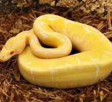 Žuta zmija: sorte i značajke