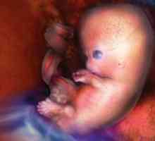 Što je žumanjak? Funkcije i vrijednost žumanjke vrećice u trudnoći
