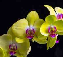 Желтые орхидеи - символ чего? Букет из желтых орхидей
