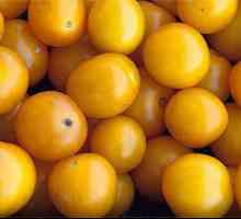 Žute rajčice: opis, prinos, sorte. Žute rajčice: korisna svojstva