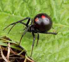 Fat burners `Black Widow` (Black Spider): sastav, priručnik, recenzije