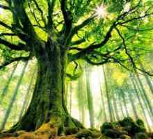 Živa stabla. Značaj u prirodi i ljudski život