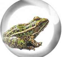 Životni ciklus i faze razvoja žaba