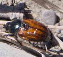 Beetle Beetle: opis razvoja, mjere zaštite od insekata