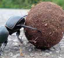 Beetle-bugger, fascinantan život