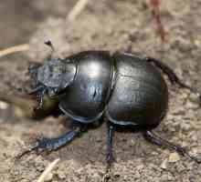Beetle Strider: Tehnike borbe