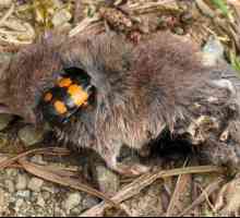 Beetles-gravediggers: stanište, značajke ponašanja i reprodukcije