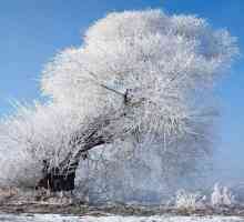 Zimsko stablo s vlastitim rukama: mogućnosti, upute
