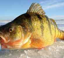 Zimski ribolov na prvom ledu: opis, značajke i preporuke