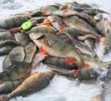 Zimski ribolov u Astrakhanu: značajke, najbolja mjesta i recenzije