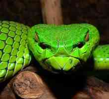 Змея аспид - это миф или реальность?