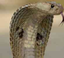 Zmija kobra - zanimljive činjenice. Kraljevski kobra kao zmija je vrlo opasan i brz
