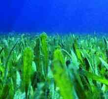Važnost algi u prirodi. Koji je značenje za prirodu smeđe, zelene i crvene alge