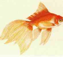 "Zlatna riba" je indijska narodna priča. Bajke naroda svijeta