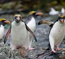 Zlatni kose pingvin je najatraktivniji predstavnik njegove obitelji