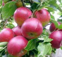 `Asterisk` - stablo jabuka za srednji bend