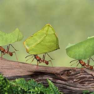 10 Zanimljivih činjenica o mravi. Najzanimljivije činjenice o mravi za djecu