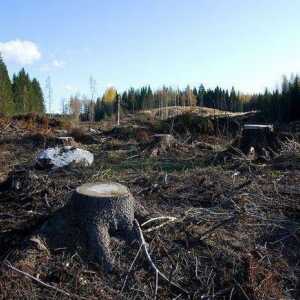 Članak Kaznenog zakona: nezakonita prerada šumskih plantaža
