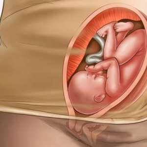 30 Tjedana - ovo je koliko mjeseci? 30. tjedan: razvoj fetusa