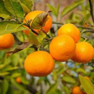 Abhasijski mandarini: sezona žetve. Abhasijski mandarini: recenzije