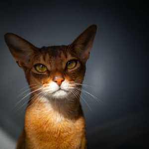 Abyssinian cat: boje, lik, fotografija