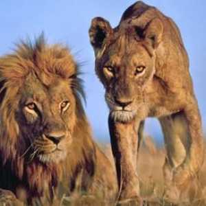 Afrika: divljači. Životinjski svijet su lavovi Afrike