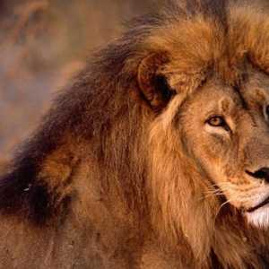 Африканские львы: описание и фото