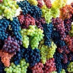 `Agata Don` (grožđe): opis, recenzije