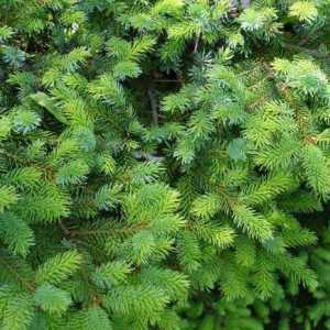 Ayan spruce: opis vrste, područje, njegu zimzelene stabla