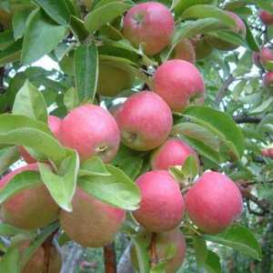 Idared - vrsta jabuka, koja vrijedi pokušati