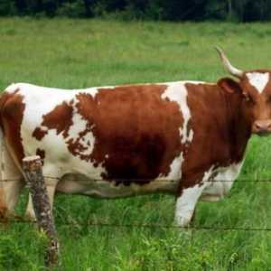 Айрширская порода коров – шедевр молочного скотоводства