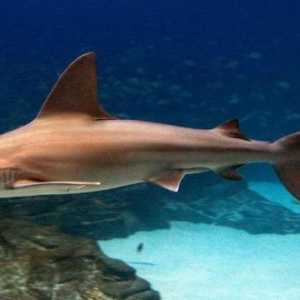 Shark sivo-plava: fotografija i opis