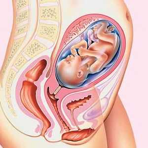 Obstetrijska trudnoća i stvarna. Odredite trajanje trudnoće ultrazvukom