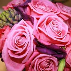 Aqua-rose - glavni ukras vašeg vrta