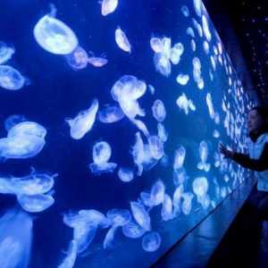 Akvarij s meduza: opis, značajke sadržaja, preporuke i recenzije