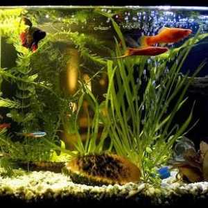 Akvarij fish cockerel - sadržaj, njegu i kompatibilnost s drugim ribama