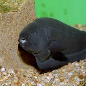 Akvarij riba `nož crna`: održavanje i njegu (fotografija)